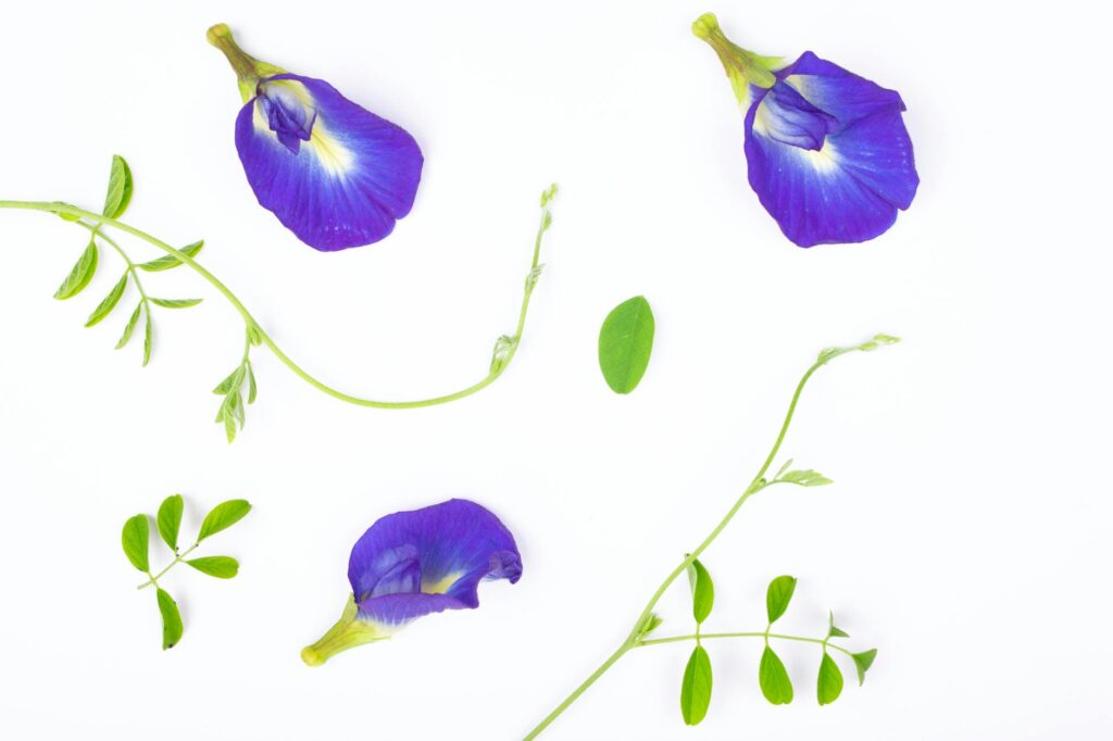 Vibrant blue butterfly pea flower kombucha in glass bottles showing natural color-changing properties