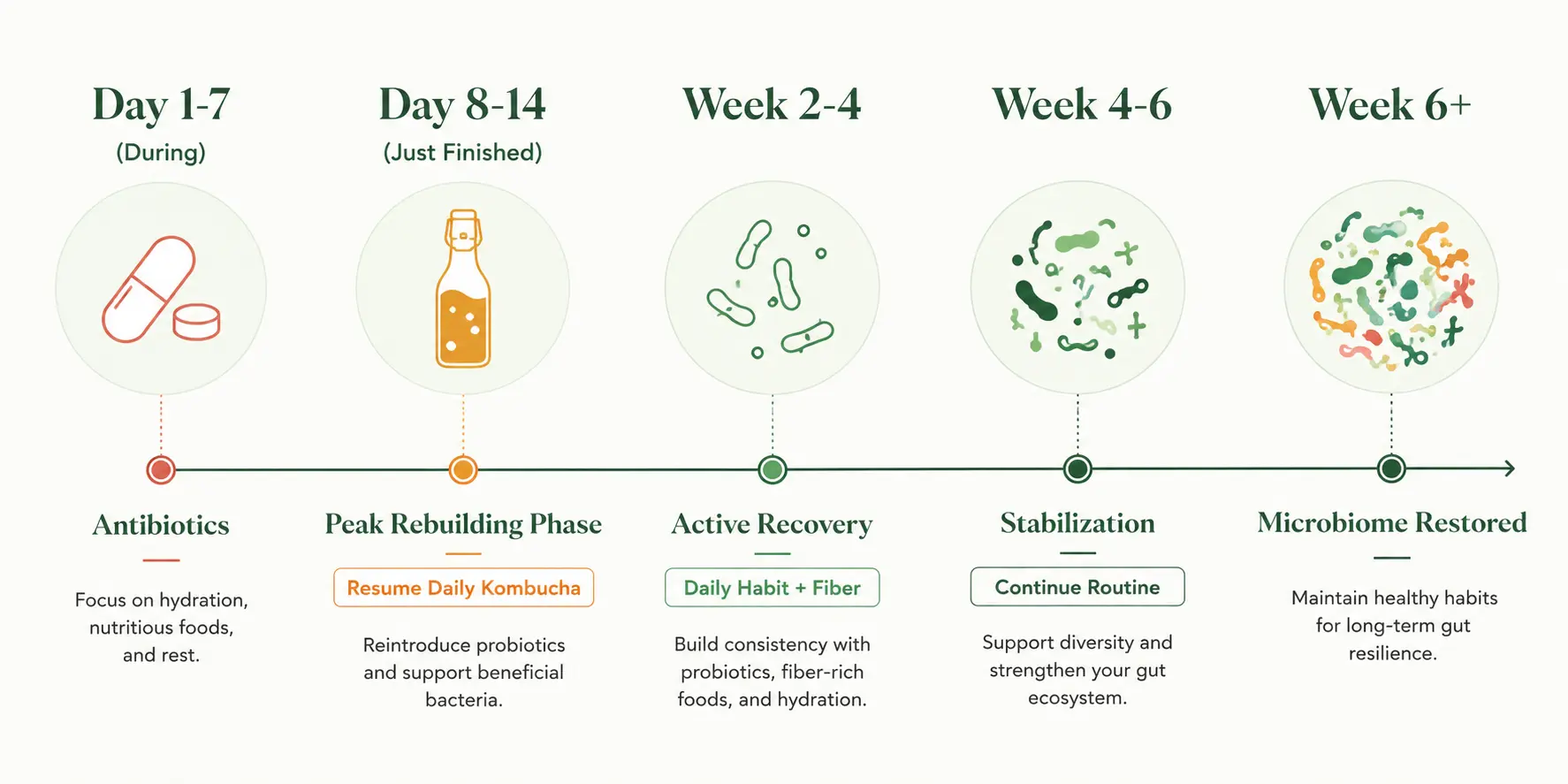A visual timeline showing the post-antibiotic recovery phases from day 1 through week 6+, highlighting optimal kombucha timing and gut rebuilding