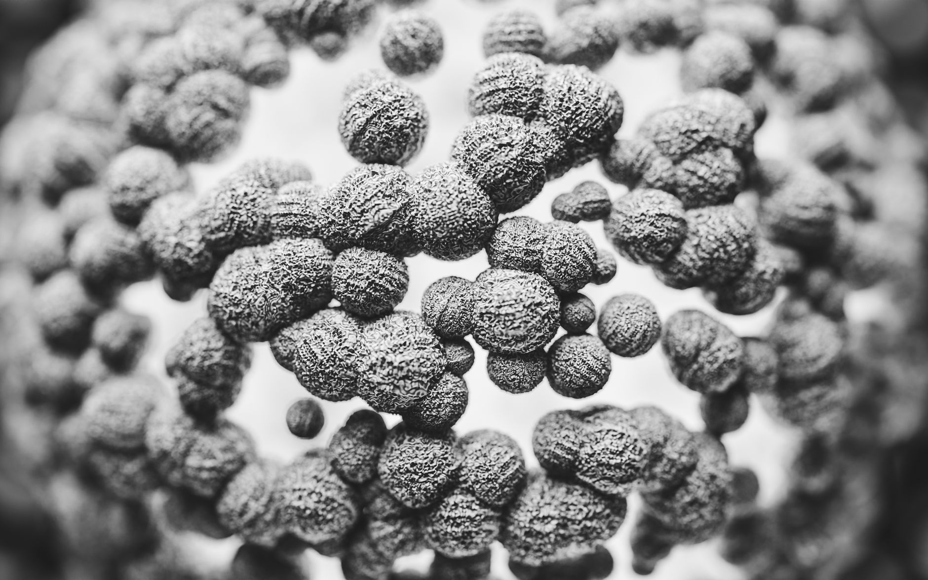 Microscopic view of probiotic bacteria strains found in kombucha and kefir for digestive health