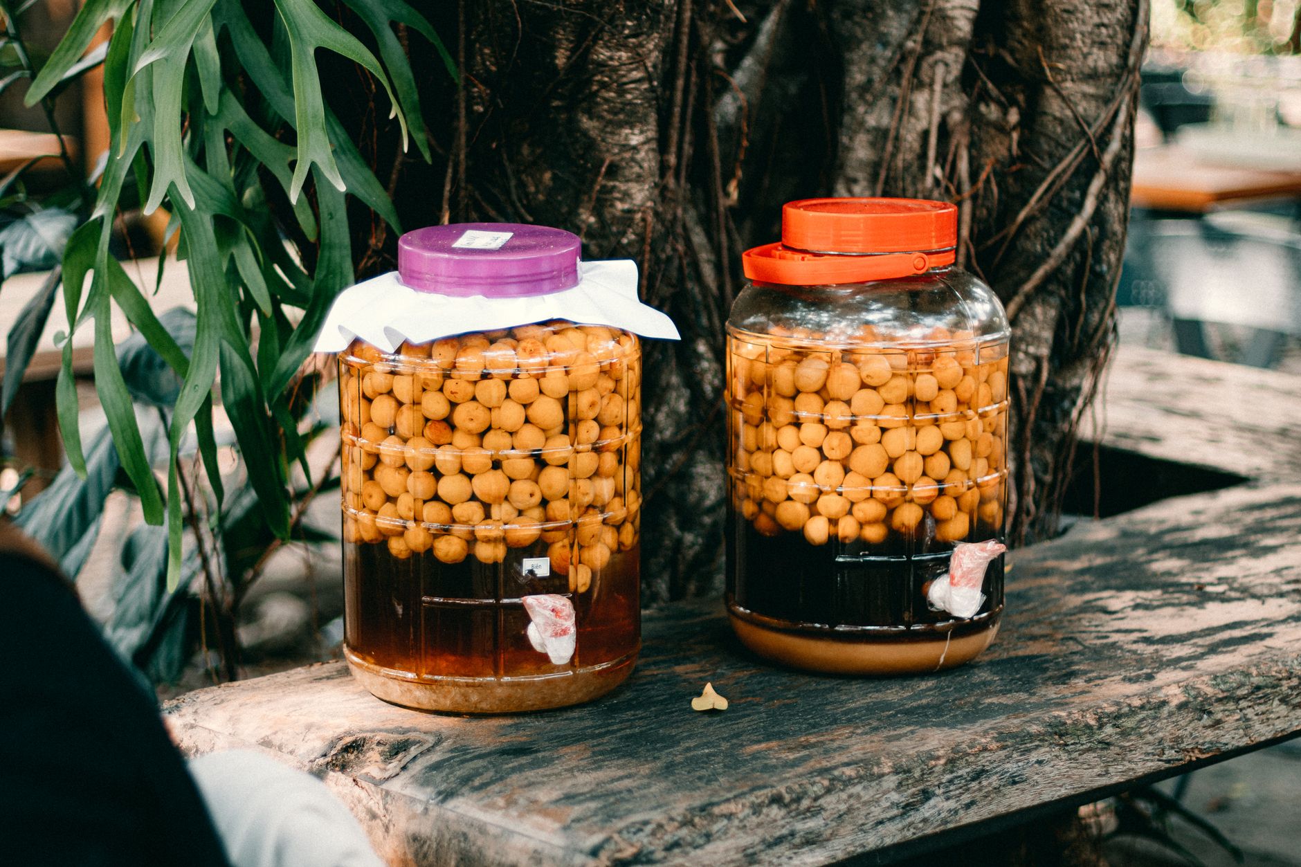 Collection of fermented probiotic drinks including kombucha and kefir supporting gut microbiome balance