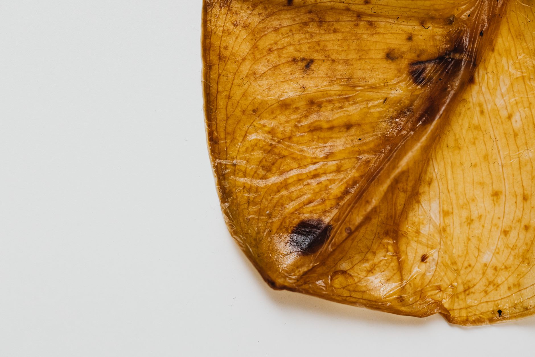 Close-up of jun SCOBY culture showing translucent layers adapted to honey fermentation for making jun kombucha