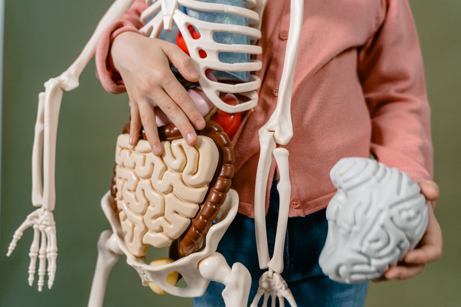 Close-up illustration of the gut-brain axis showing the vagus nerve connection between the digestive system and brain
